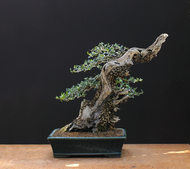 olive bonsai